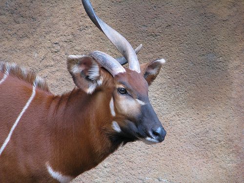 The mountain bongo is critically endangered