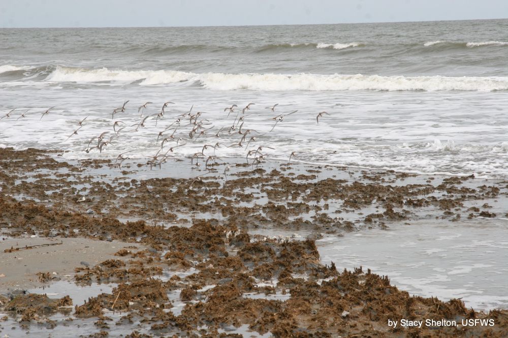 Tidal marshes are disappearing because of sea level rise