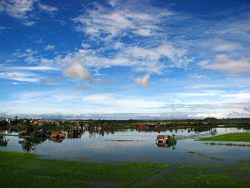 Devastated rice fields of Iriga City, Camarines Sur, north eastern Philippines