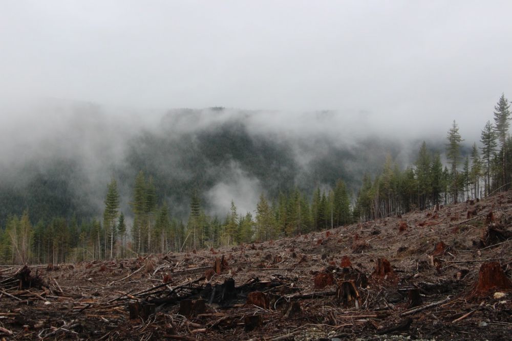 Australian authorities blind to habitat destruction - Climate Action