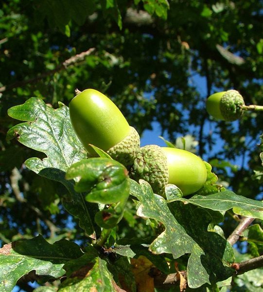 Acorns are ripening around 13 days earlier than a decade ago.