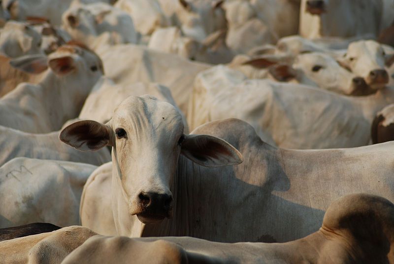 Cattle in Brazil, a major cause of deforestation