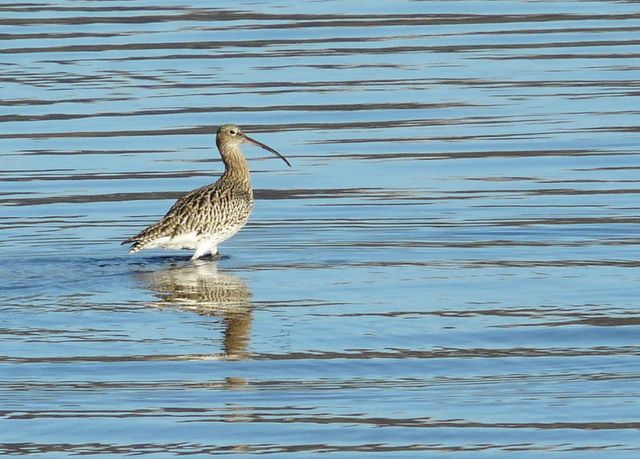 The Curlew is one of the birds most affected by the construction of turbines.