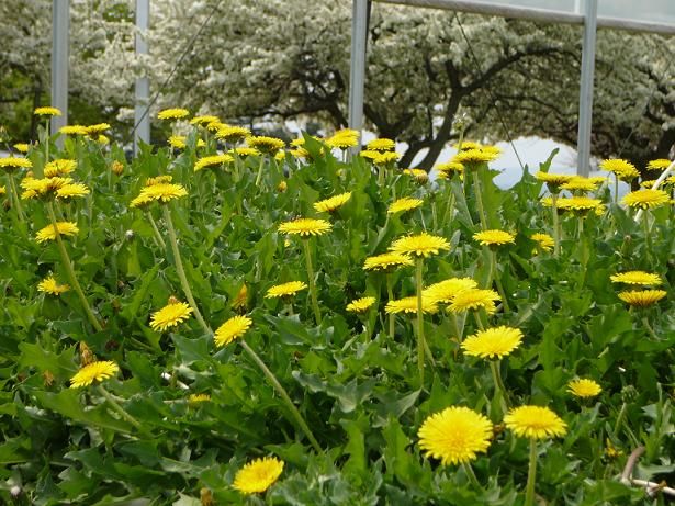 Bridgestone claims that Russian Dandelions could provide a sustainable alternative to high-quality, tyre-grade rubber.