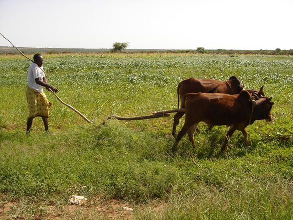Farming in Somalia