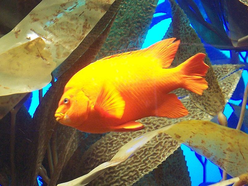 Damselfish were part of the study