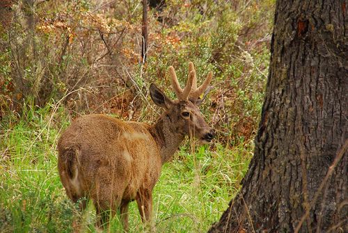 The Huemul are one of the species affected by the project
