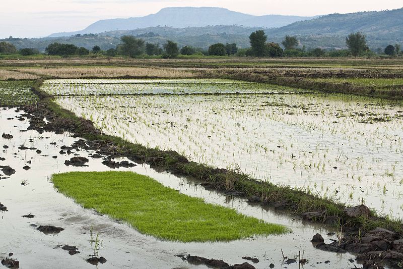 Rice is a crop set to be affected by El Nino