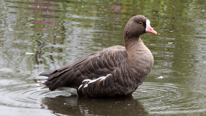The white fronted goose has declined greatly in Britain