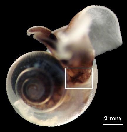 Limacina helicina is one of the shell building species under threat from ocean acidification