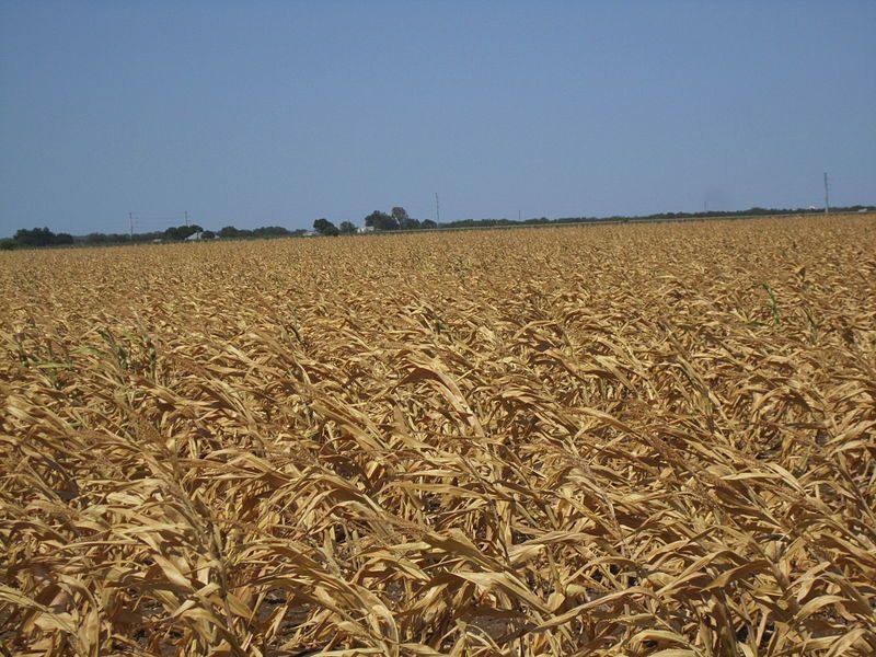 The corn crop in the US is suffering badly from the drought