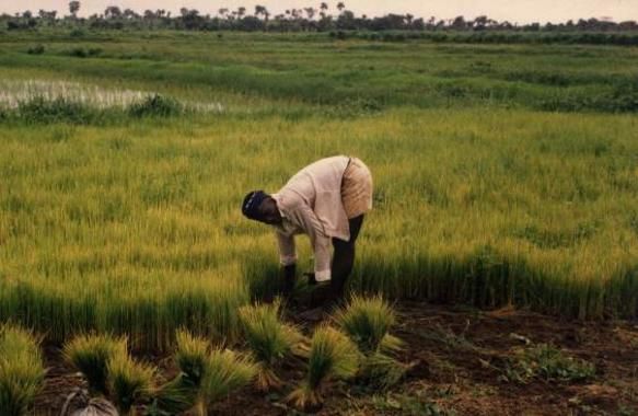 Rice farming in Sierra-Leone