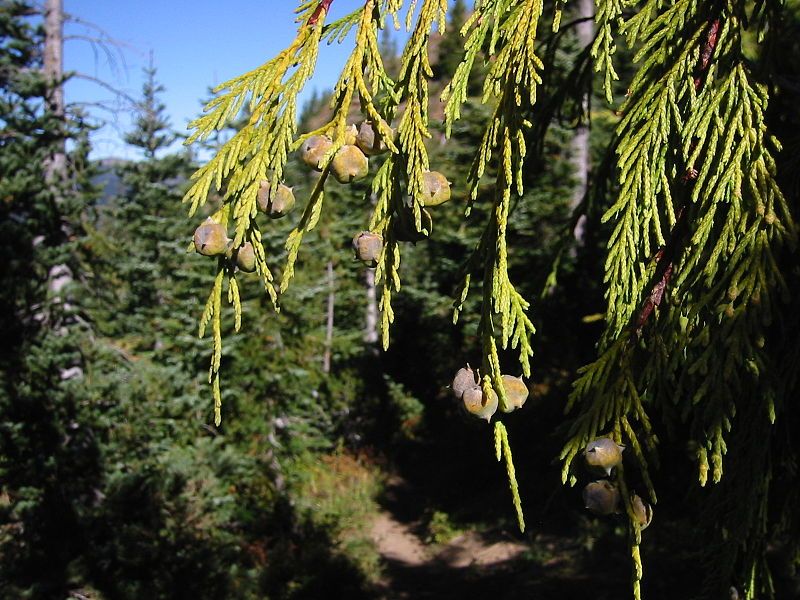The Yellow Cedar