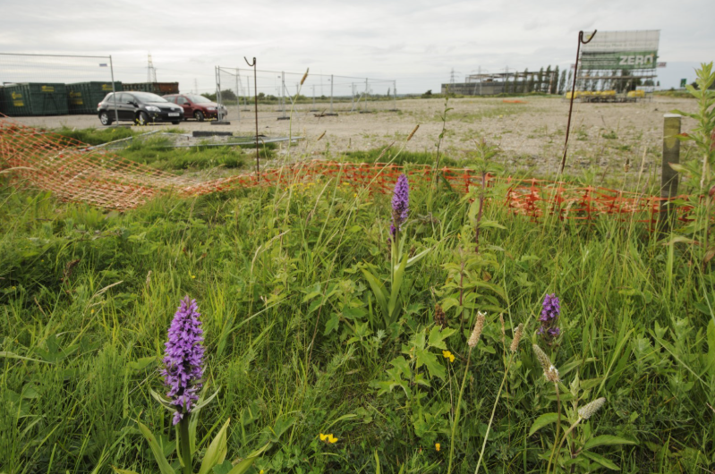Lady orchids (Orchis purpurea) in protected area of brownfield development site. Credit: Terry Whittaker/2020VISION 